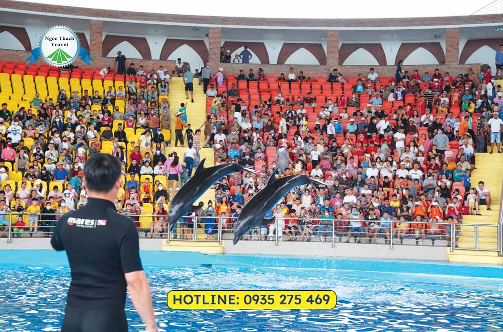 Vé Show Cá Heo Đà Nẵng – Thiên Đường Cổ Cò Giá Rẻ Chỉ 339K