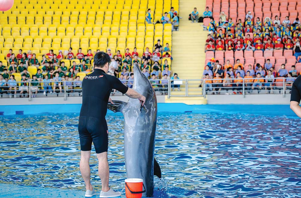 Vé Show Cá Heo Cổ Cò – Da Nang Dolphinarium